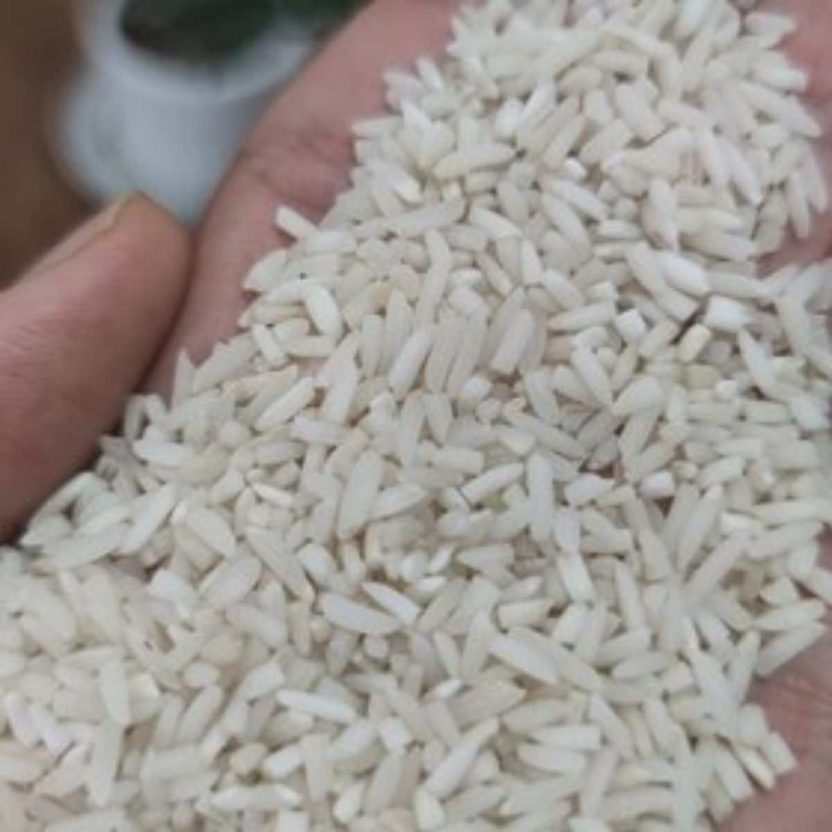 برنج ایرانی سرلاشه معطر هاشمی 1000 گرمی