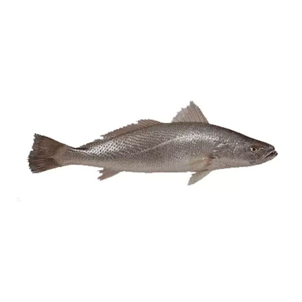 ماهی شوریده تازه