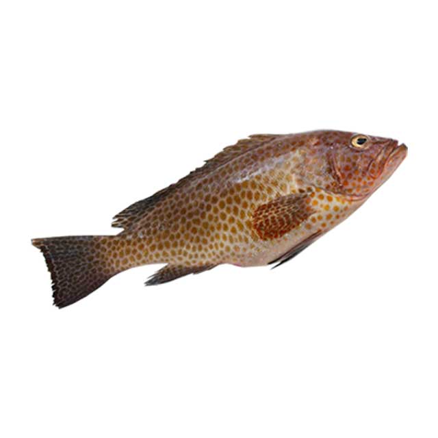 ماهی هامور تازه 4000 گرمی