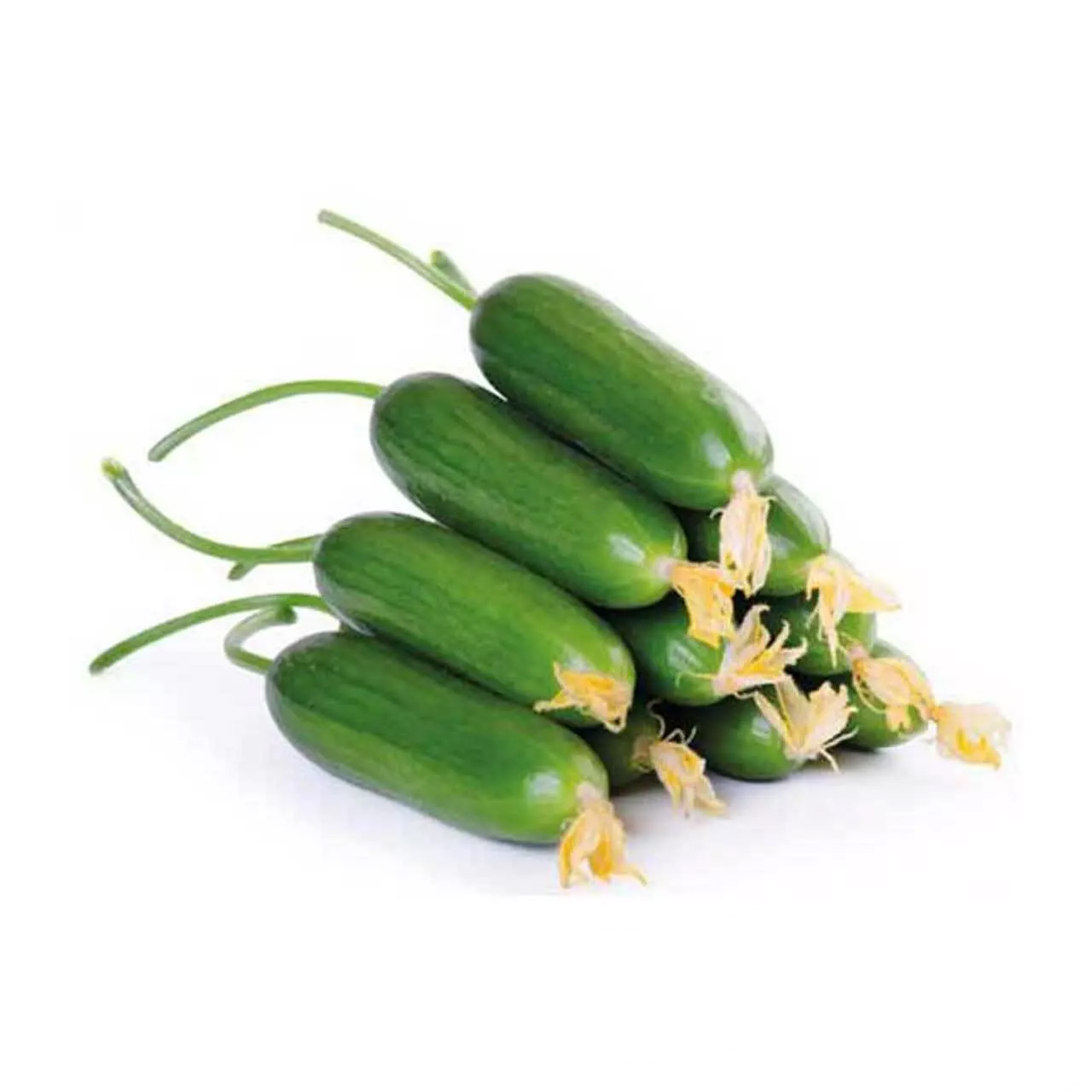 خیار مینی درجه یک - 1 کیلوگرم