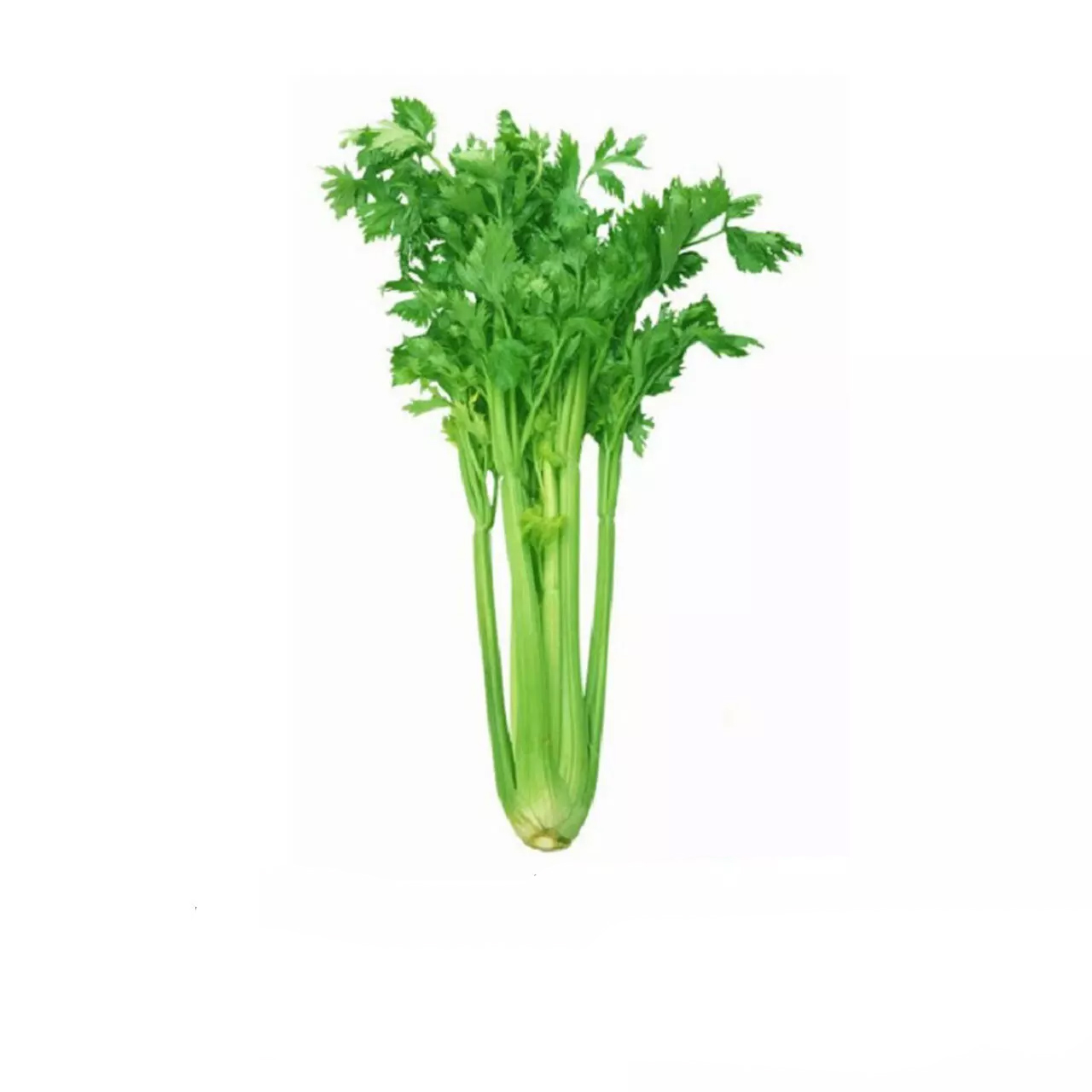 کرفس درجه یک 1000 گرمی