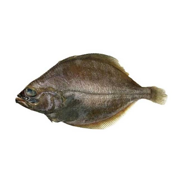 ماهی کفشک شیلاتی تازه 1500 گرمی