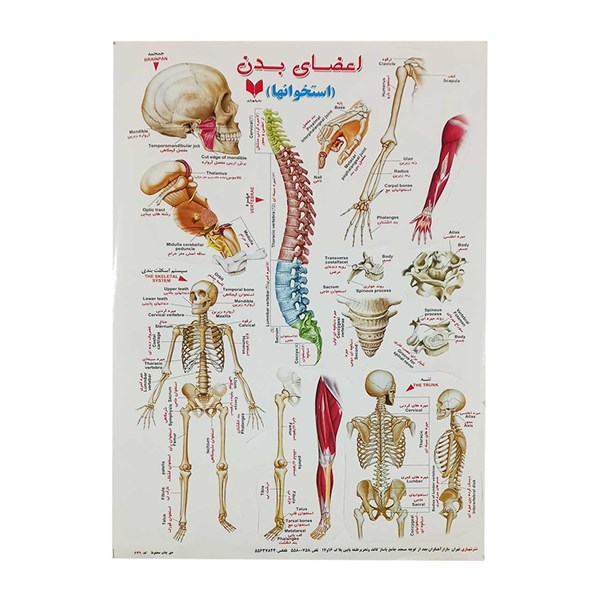 برچسب کودک آموزشی طرح اعضای بدن استخوانها سایز A4 کد 639