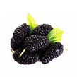 شاتوت درجه یک 500 گرمی