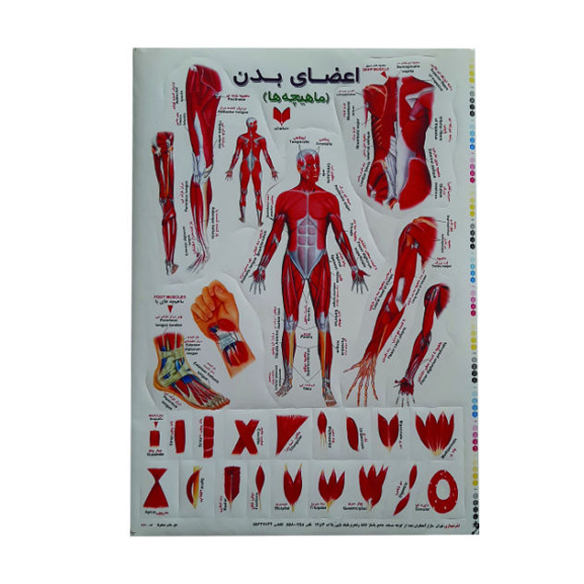 برچسب کودک آموزشی طرح اعضای بدن مدل ماهیچه ها سایز A4