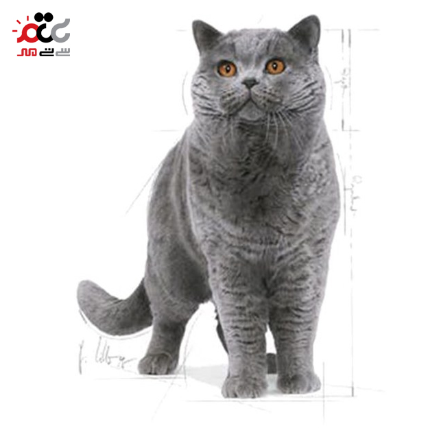 غذا خشک گربه رویال کنین مدل بریتیش 