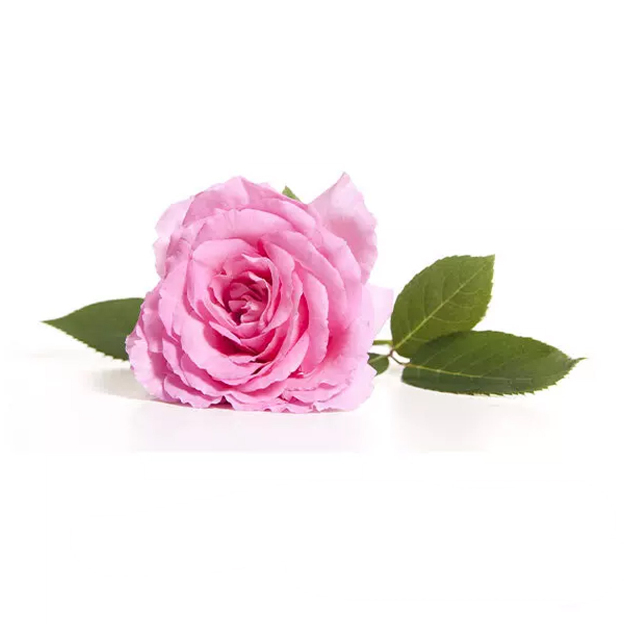 گل محمدی تازه 300 گرمی