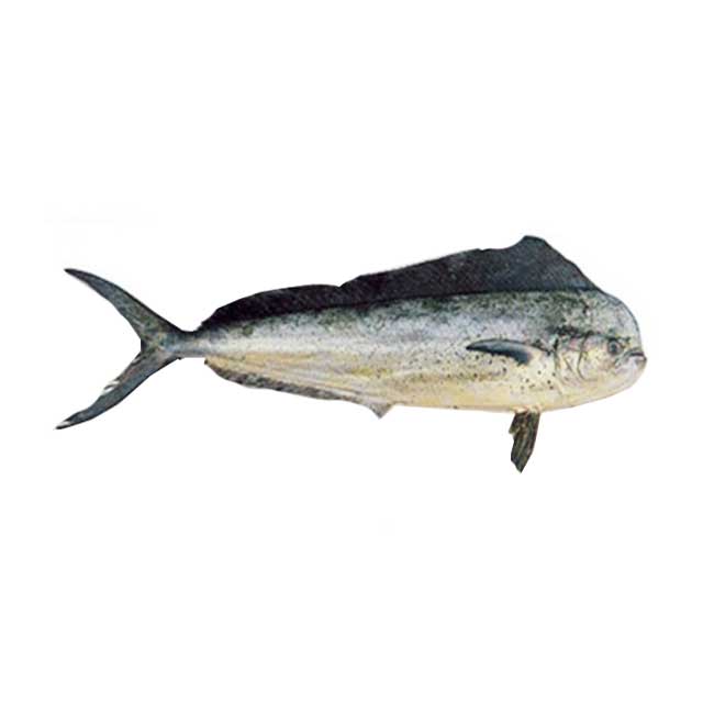 ماهی گالیت تازه 5000 گرمی