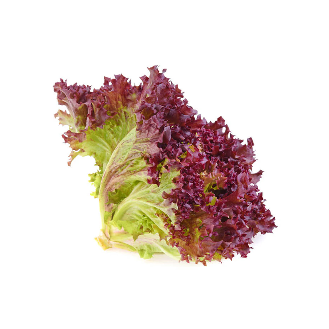 کاهو فرانسه درجه یک 1000 گرمی