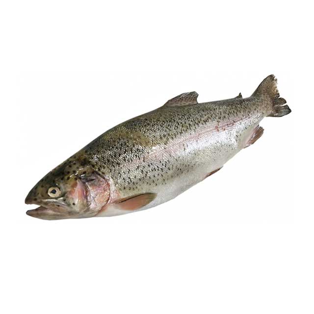 ماهی سالمون تازه 800 گرمی