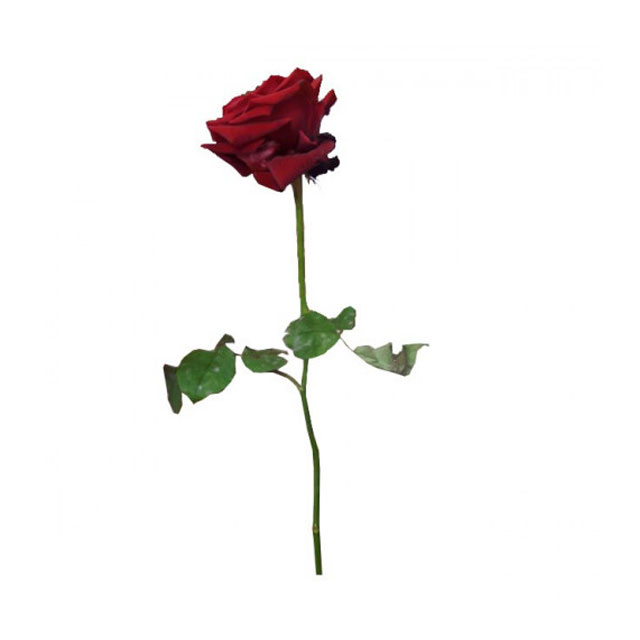 گل رز  طبیعی 1 شاخه