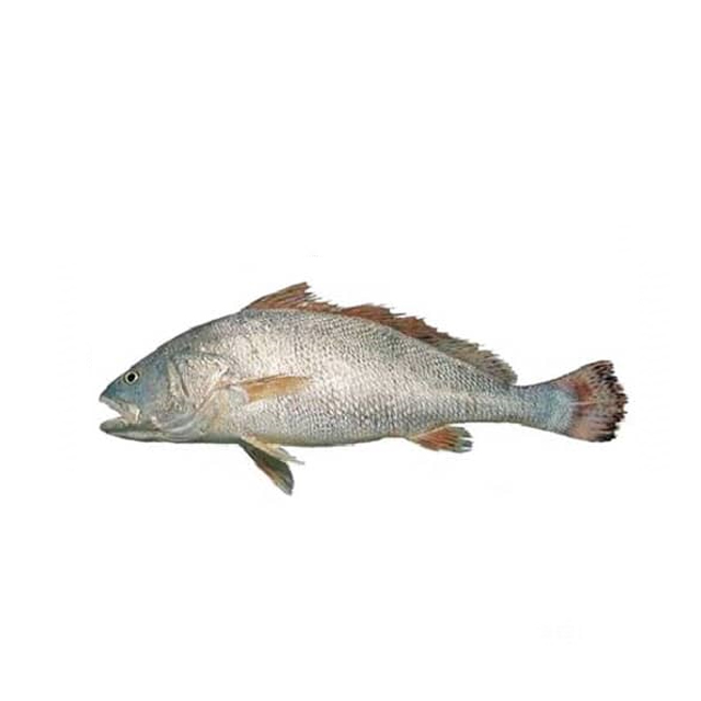 خرید فیله میش ماهی 1000 گرمی