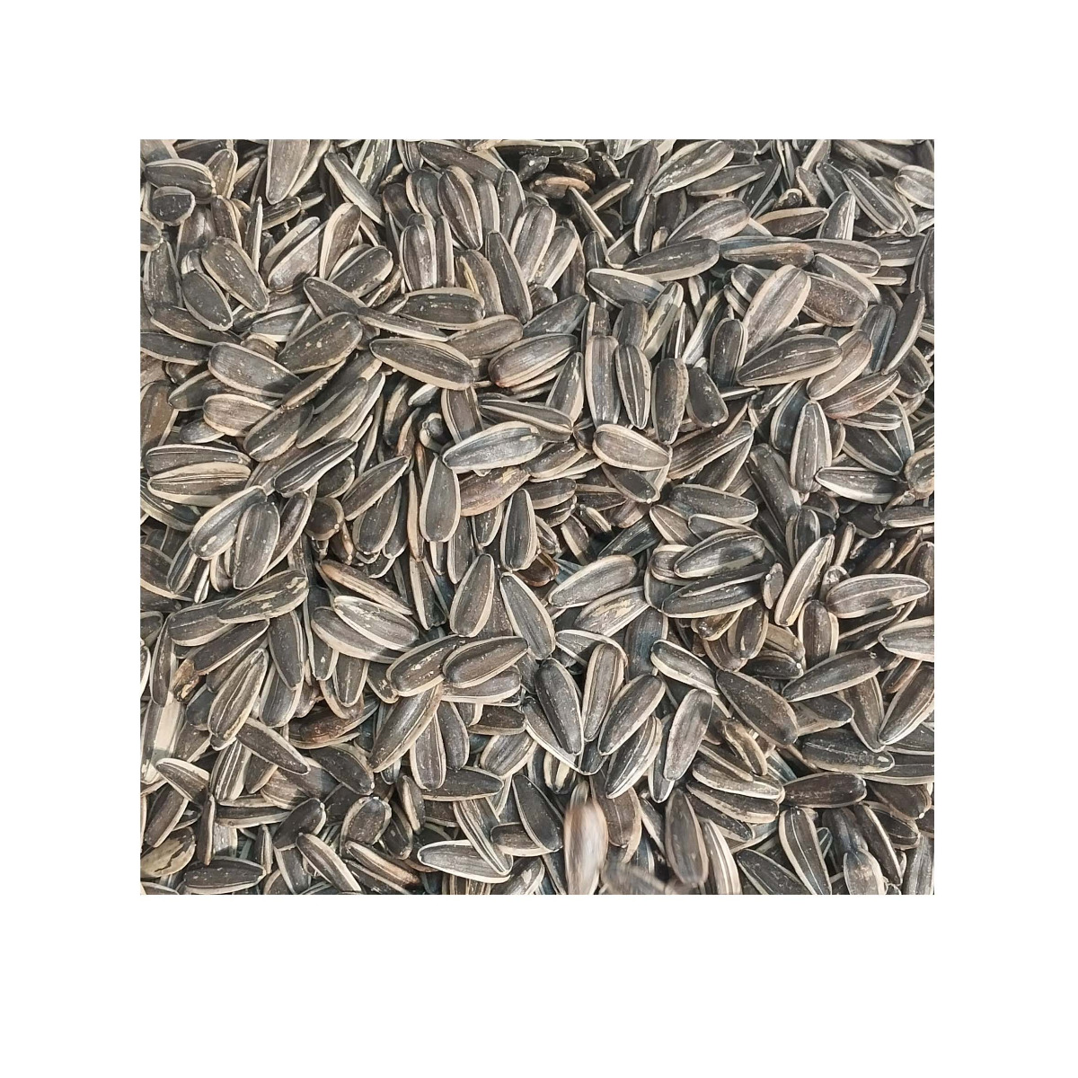 تخمه آفتابگردان شورمز لیمویی فله 1000 گرمی