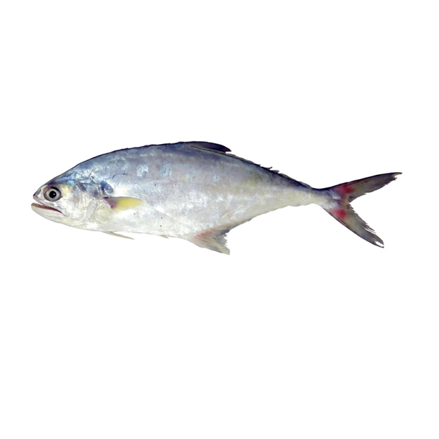 خرید فیله ماهی صارم 1000 گرمی