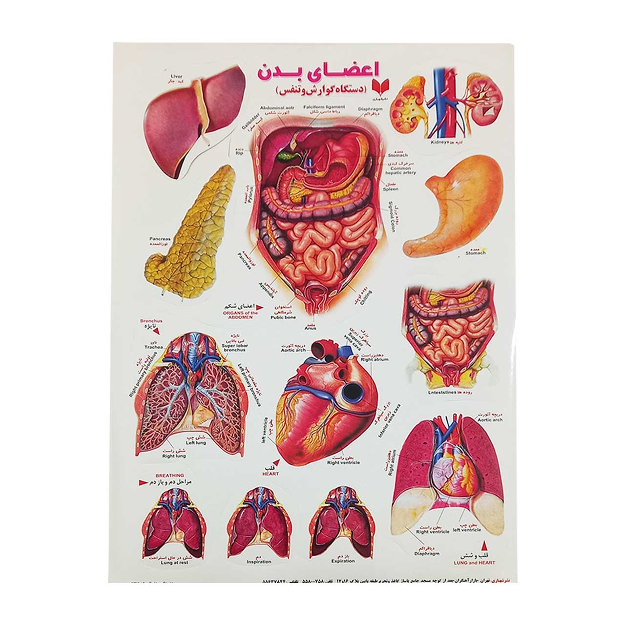 برچسب کودک آموزشی طرح اعضای بدن دستگاه  گوارش و تنفس سایز A4  کد 800