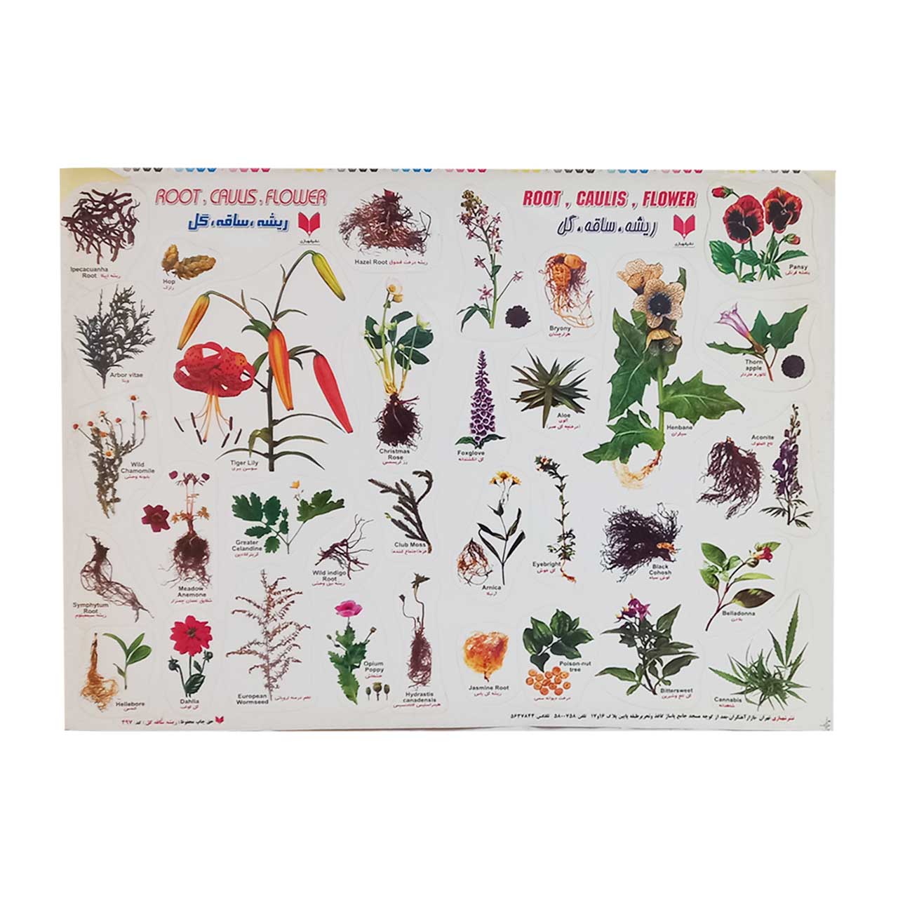 برچسب کودک آموزشی طرح ریشه.ساقه. گل سایز A4  کد 497