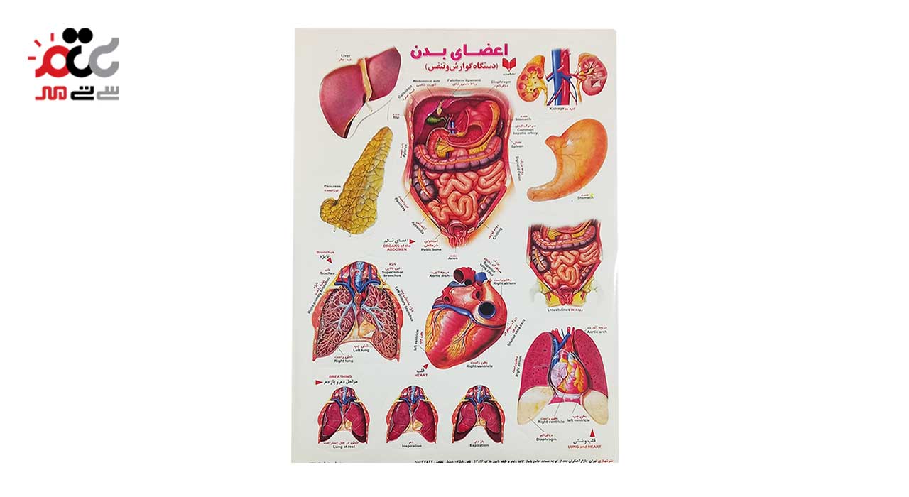 برچسب کودک آموزشی طرح اعضای بدن دستگاه  گوارش و تنفس سایز A4  کد 800