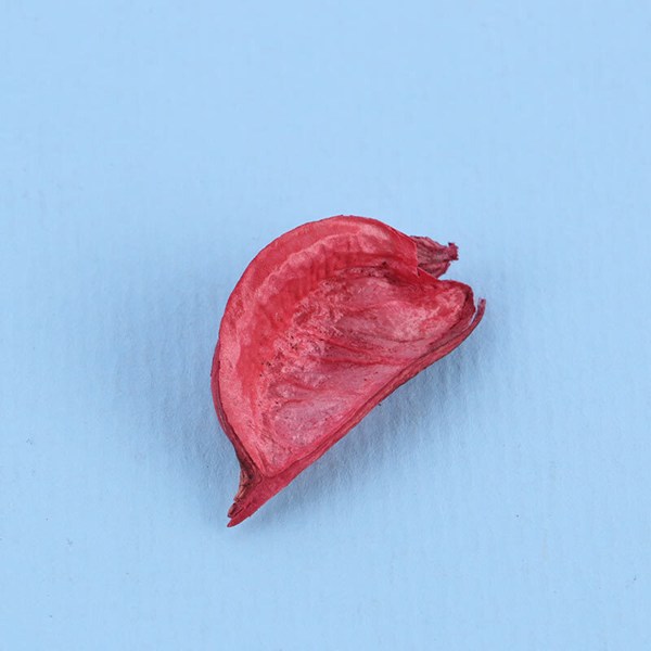 گل خشک تزئینی بسته 1 کیلویی