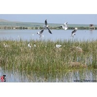 تالاب شیطان آباد نقده استان آذربایجان غربی
