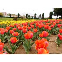 پارک دانشجو (گولرباغی) ارومیه استان آذربایجان غربی
