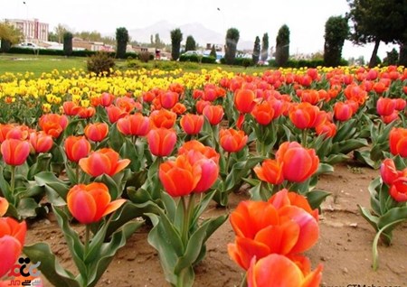 پارک دانشجو (گولرباغی) ارومیه استان آذربایجان غربی