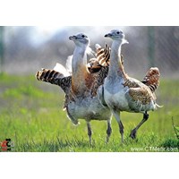 پناهگاه حیات وحش سوتاو استان آذربایجان غربی