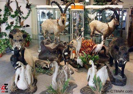 موزه حیات وحش تربت حیدریه استان خراسان رضوی موزه حیات وحش تربت حیدریه استان خراسان رضوی