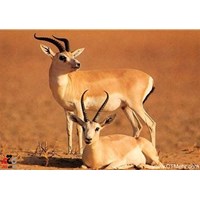 پناهگاه حیات وحش شیراحمد سبزوار استان خراسان رضوی