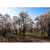 باغستان سنتی استان قزوین
