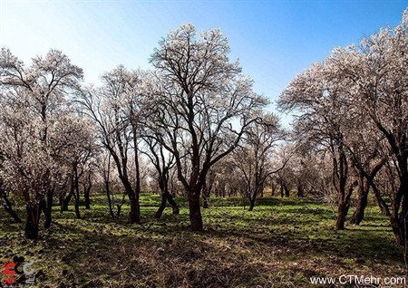 باغستان سنتی استان قزوین