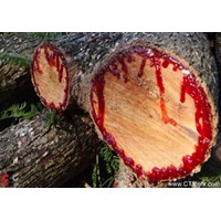 چنار خونبار زرآباد استان قزوین