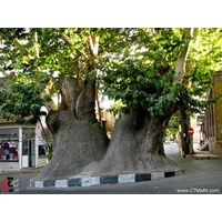 چنار دو هزار ساله محلات استان مرکزی