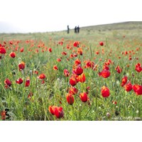 دشت خمین استان مرکزی