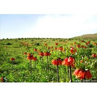 دشت لاله های واژگون منطقه گلستان‌ کوه خوانسار استان اصفهان