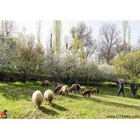 کوچه باغ های خوانسار استان اصفهان