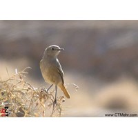 منطقه شکار ممنوع عباس آباد نایین استان اصفهان