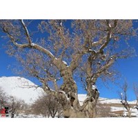 روستای هفتاش استان کردستان
