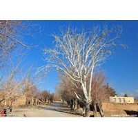 روستای باغستان علیا شهر فردوس استان خراسان جنوبی