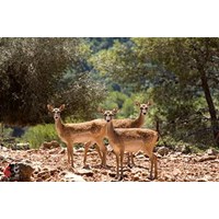 پناهگاه‌ حیات وحش دشت ناز استان مازندران