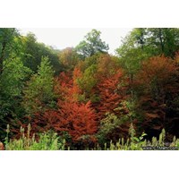 آبشار سیسنگان استان مازندران
