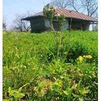 روستای گالشکلا استان مازندران