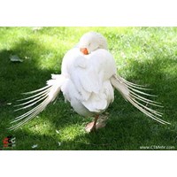 باغ پرندگان استان تهران