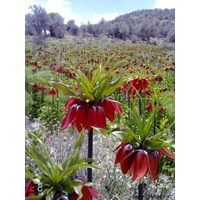 کوه برز سیاهچال استان تهران