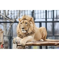 باغ وحش ارم استان تهران