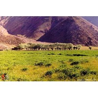 دشت هویج استان تهران