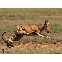 پارک ملی خجیر استان تهران