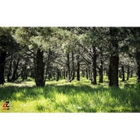 پارک جنگلی یاس فاطمی استان تهران