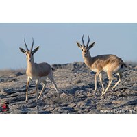 پارک ملی سیاه کوه استان اصفهان