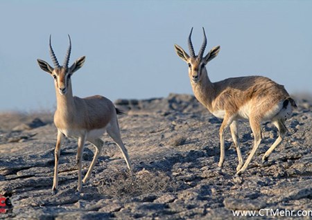 پارک ملی سیاه کوه استان اصفهان