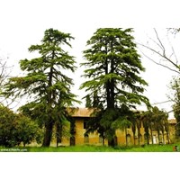 باغ روس ها گلستان